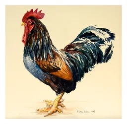 Le coq de George, 2007